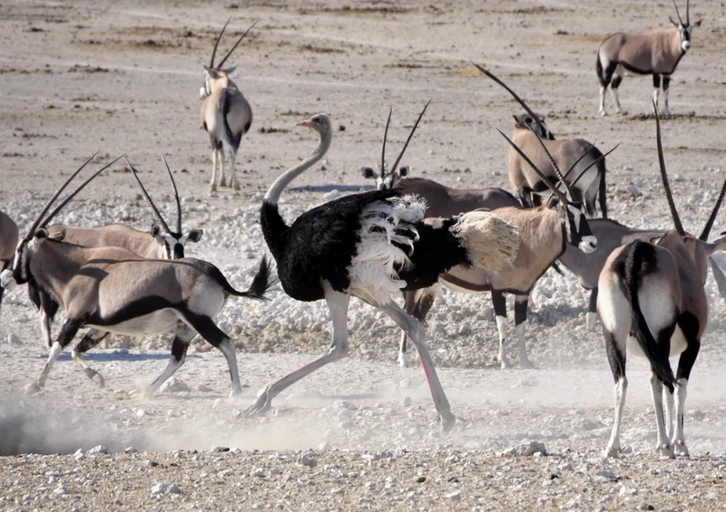 70504 Tierwelt - Antilope Puzzle