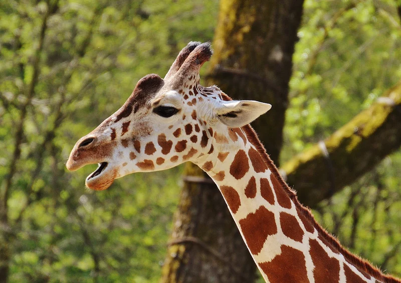 78492 Natur - Giraffe Puzzle