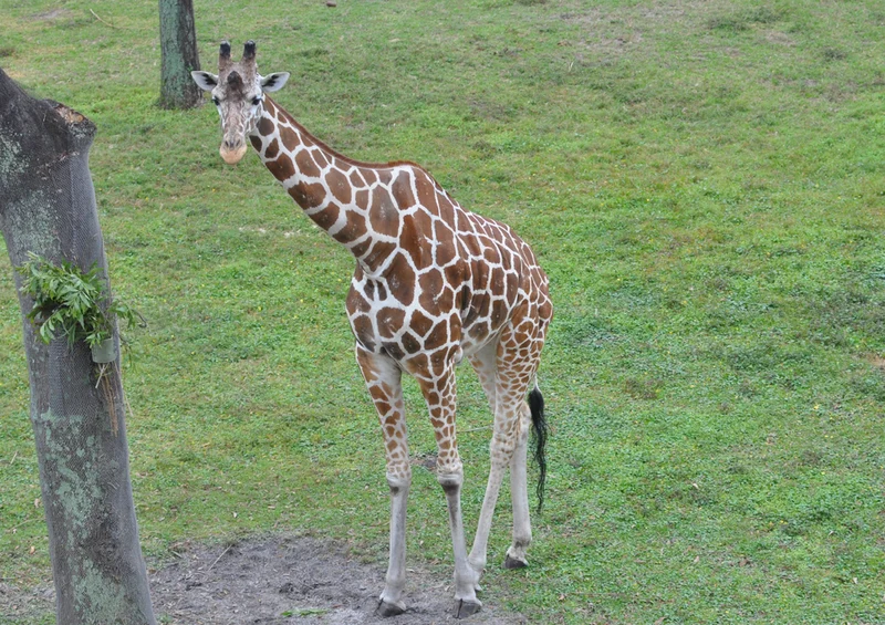 78495 Natur - Giraffe Puzzle