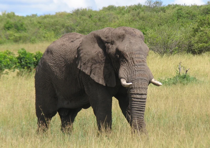 78499 Natur - Elefant Puzzle