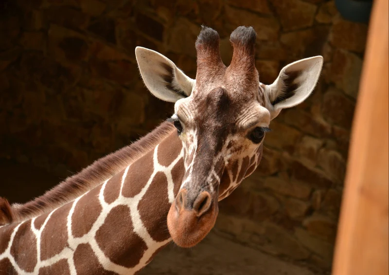 78502 Natur - Giraffe Puzzle