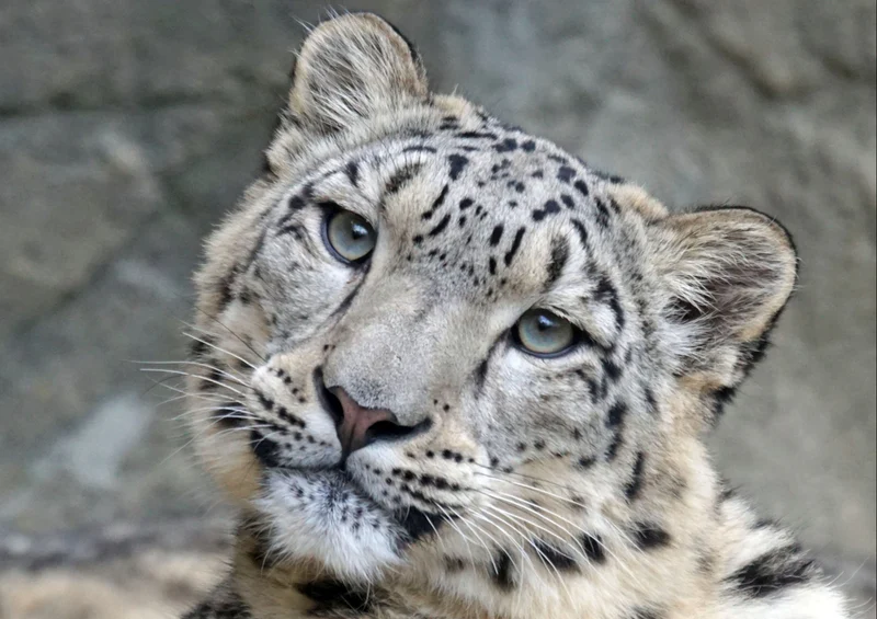 70639 Tierwelt - Leopard Puzzle