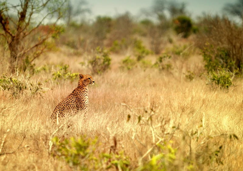 70642 Tierwelt - Gepard Puzzle