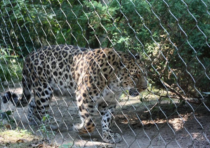 70652 Tierwelt - Leopard Puzzle