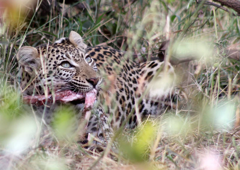 70656 Tierwelt - Leopard Puzzle