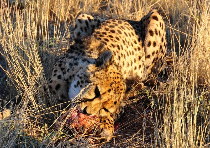 70541 Tierwelt - Gepard Puzzle