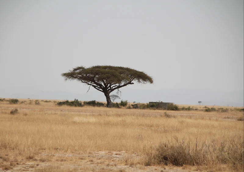78506 Natur - Afrika Puzzle