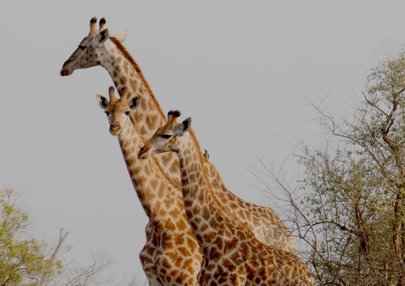 78511 Natur - Giraffe Puzzle