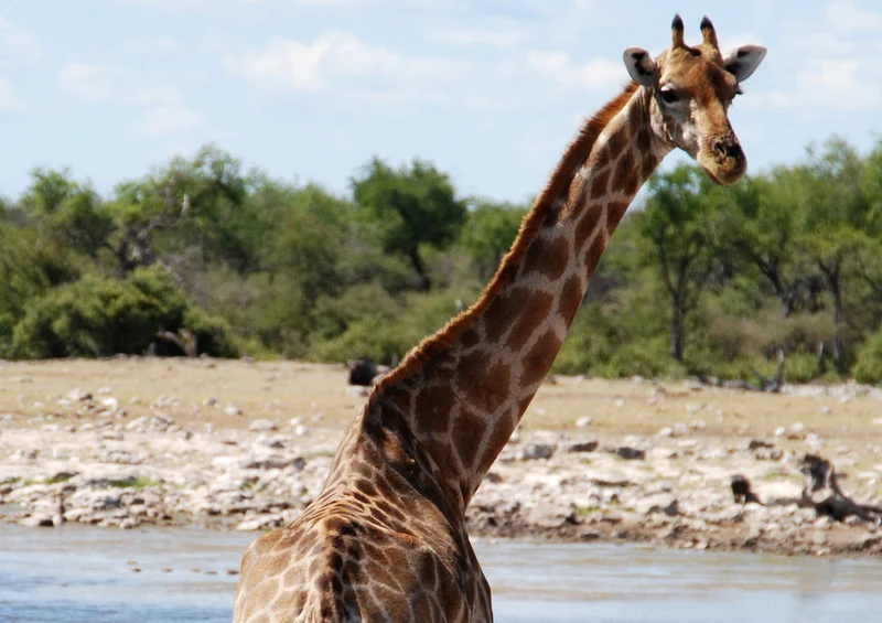 78512 Natur - Giraffe Puzzle