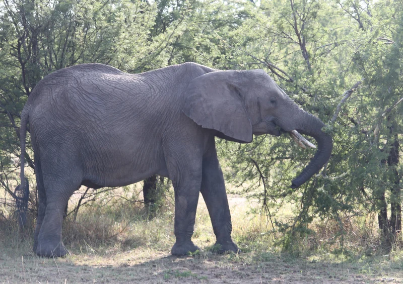78514 Natur - Elefant Puzzle