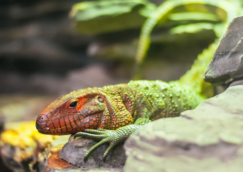70665 Tierwelt - Leopardgecko Puzzle