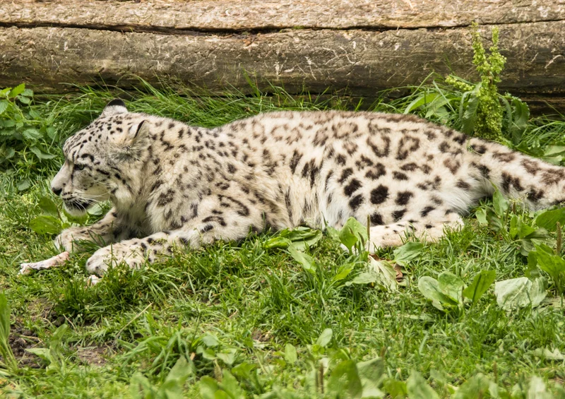 70669 Tierwelt - Leopard Puzzle