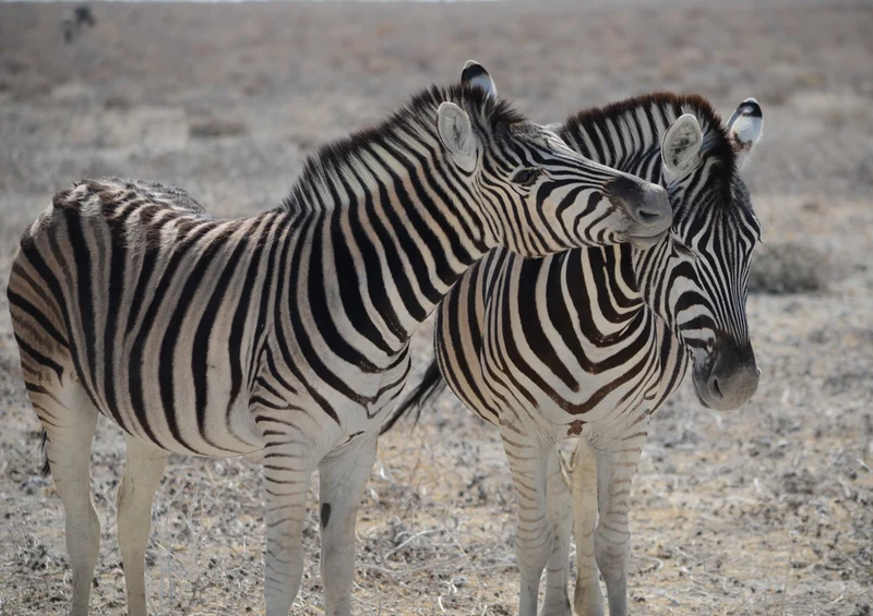 76811 Natur - Zebras Puzzle
