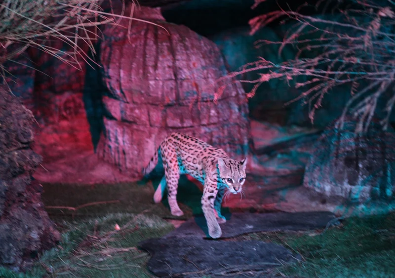 76814 Natur - Leopard Puzzle
