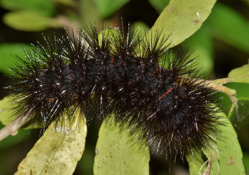 76818 Natur - Raupe Puzzle