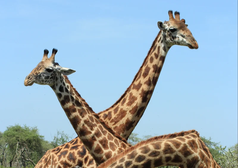 78630 Natur - Giraffe Puzzle