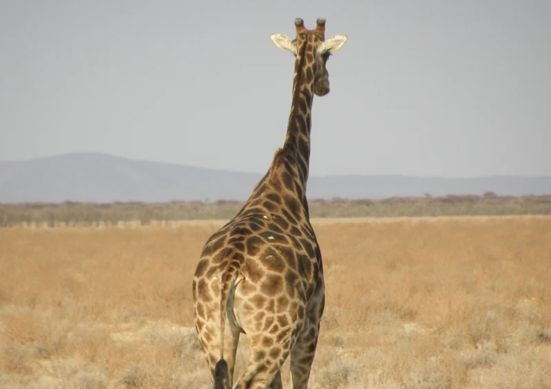 78520 Natur - Giraffe Puzzle
