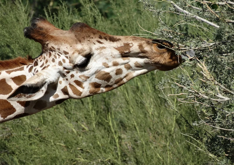 78526 Natur - Giraffe Puzzle