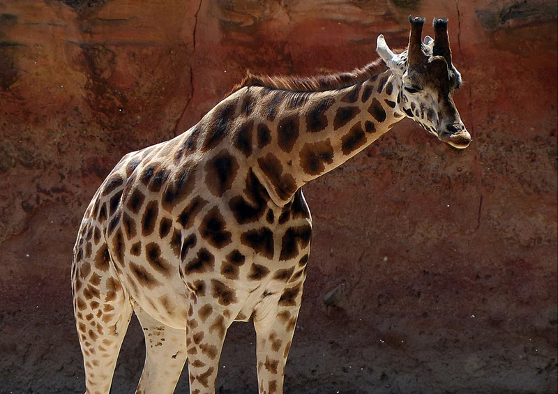 78532 Natur - Giraffe Puzzle