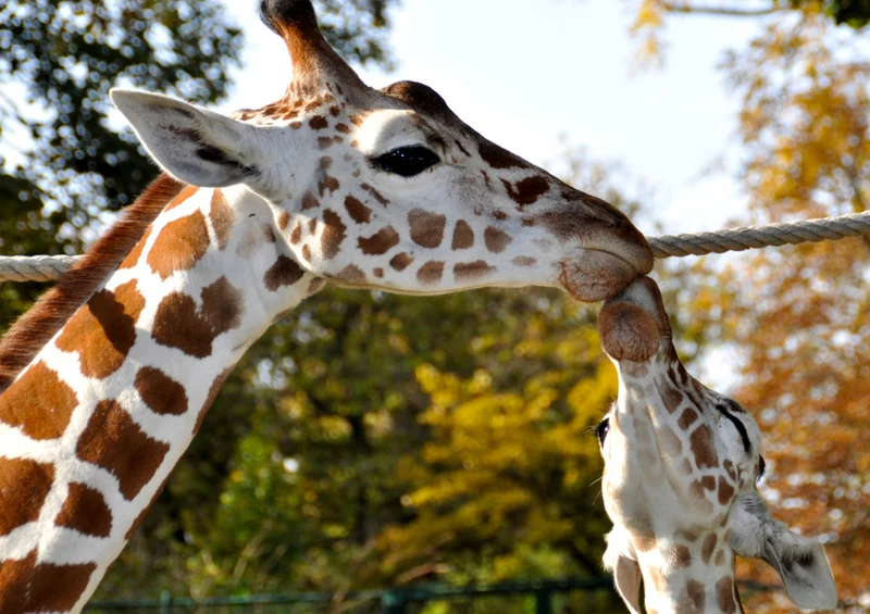 78535 Natur - Giraffen Puzzle