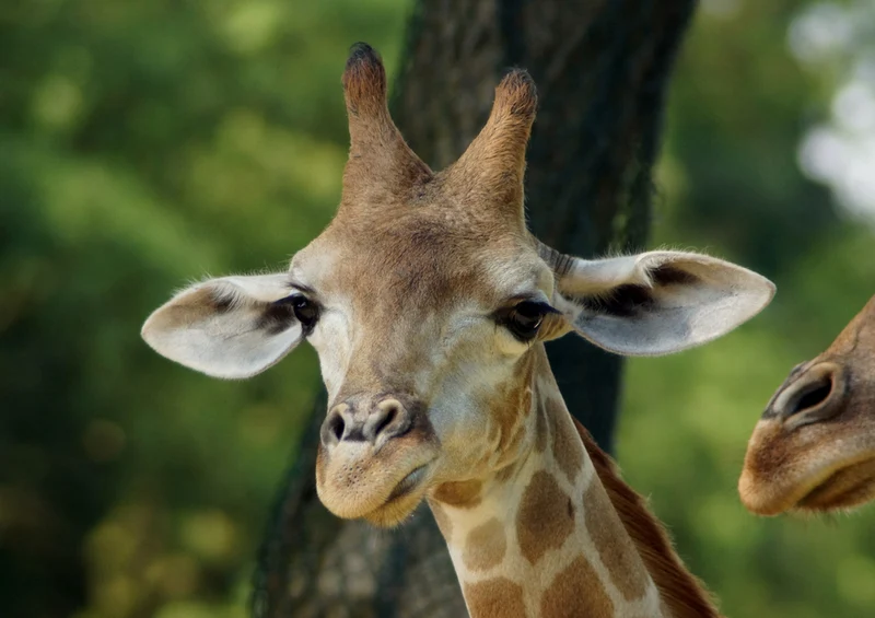 78539 Natur - Giraffe Puzzle