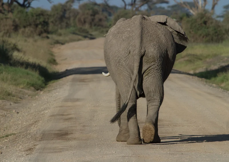 78542 Natur - Elefant Puzzle