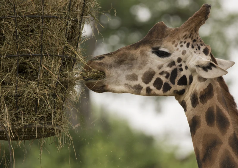 78545 Natur - Giraffe Puzzle