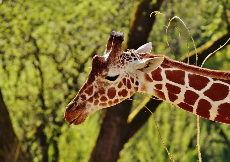 78549 Natur - Giraffe Puzzle