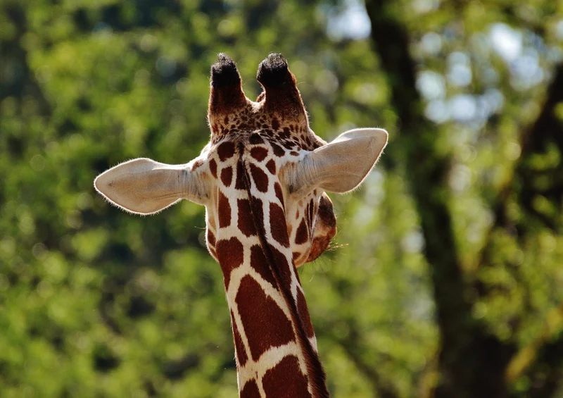 78560 Natur - Giraffe Puzzle