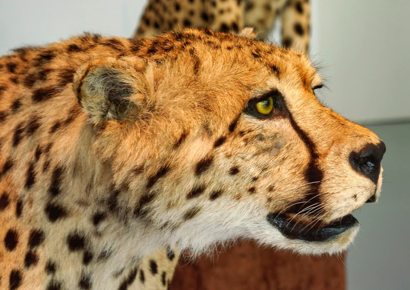 76848 Hintergründe - Leoparden Puzzle