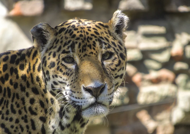 76865 Natur - Leopard Puzzle