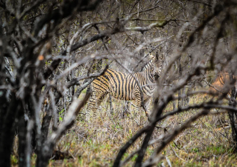 76872 Natur - Zebra Puzzle