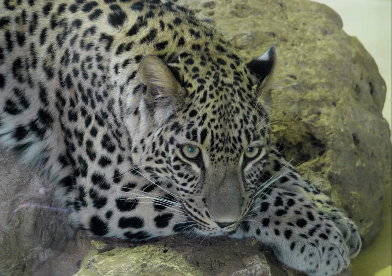 70551 Tierwelt - Leopard Puzzle