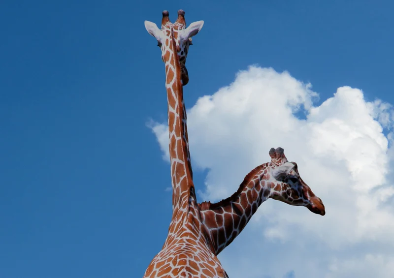 78226 Natur - Giraffen Puzzle