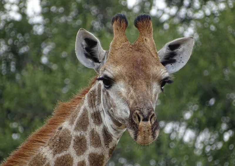 78244 Natur - Giraffe Puzzle