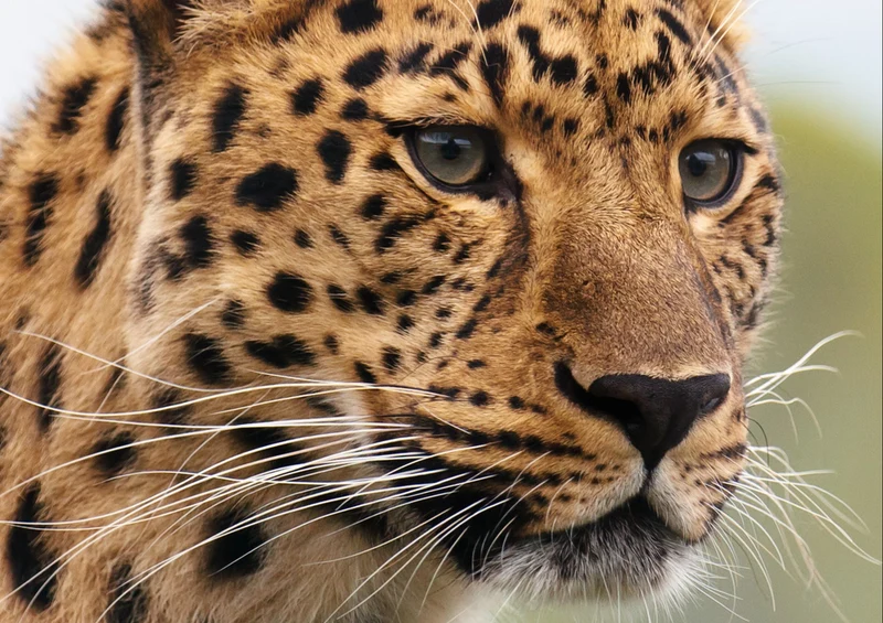 77747 Natur - Leopard Puzzle