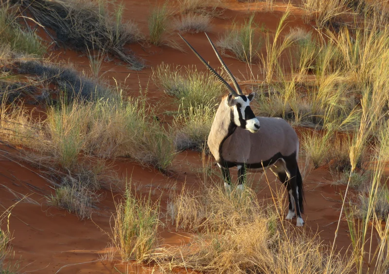 77751 Natur - Antilope Puzzle