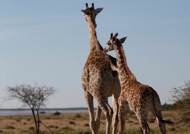 78633 Natur - Giraffe Puzzle