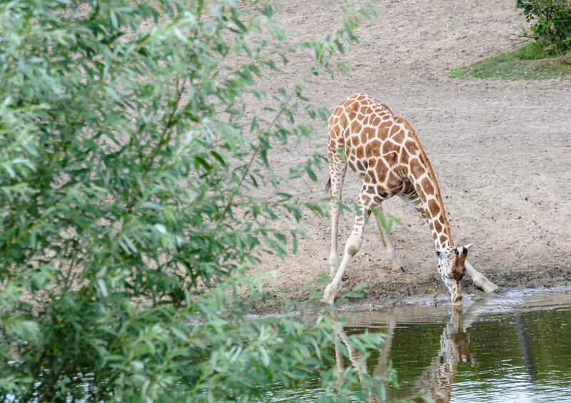 78433 Natur - Giraffe Puzzle