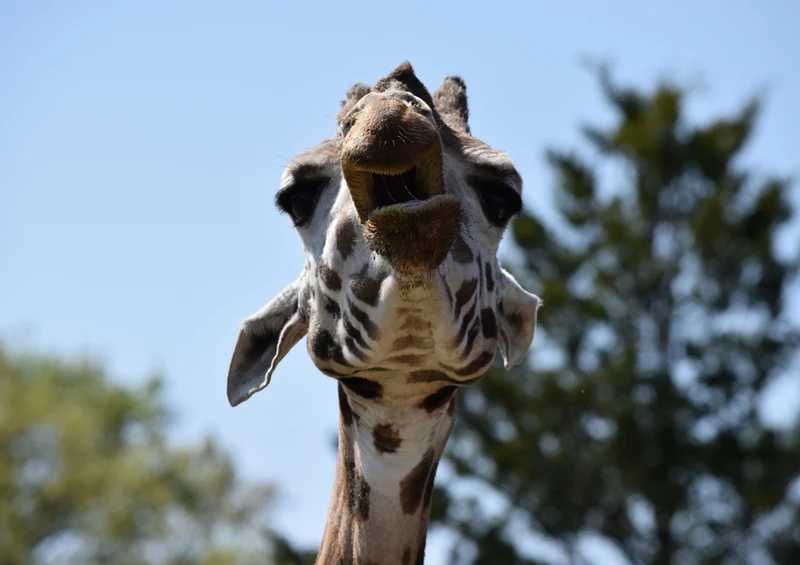 78650 Natur - Giraffe Puzzle