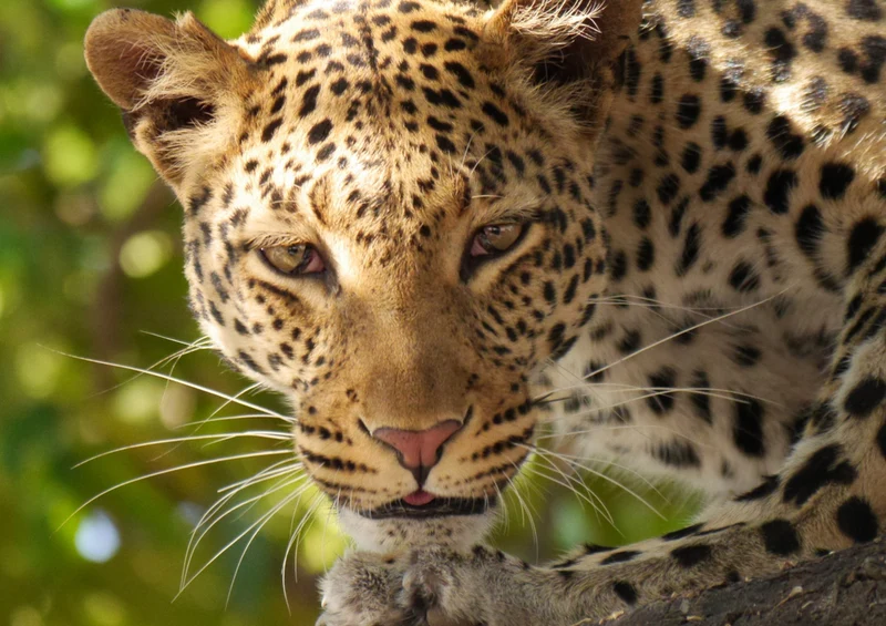 77759 Natur - Leopard Puzzle