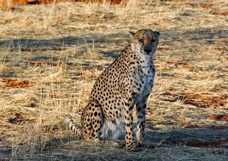 77778 Natur - Gepard Puzzle