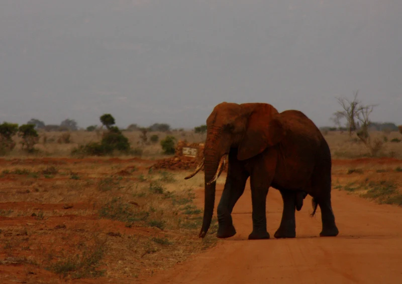 77788 Natur - Elefant Puzzle