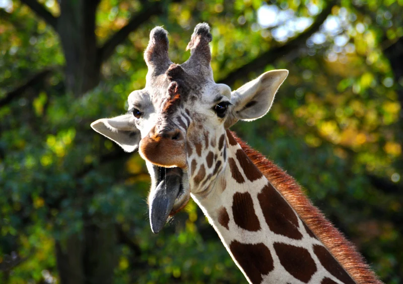 77800 Tierwelt - Giraffe Puzzle
