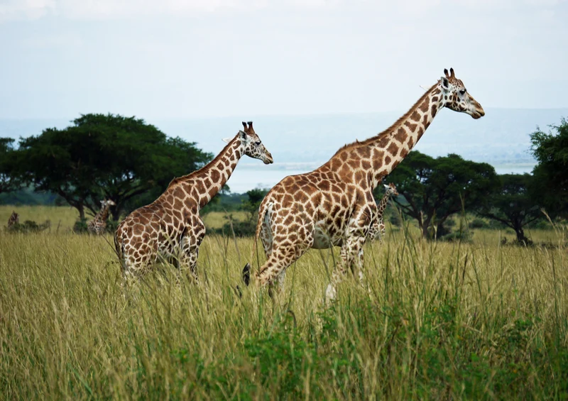 78003 Natur - Giraffe Puzzle