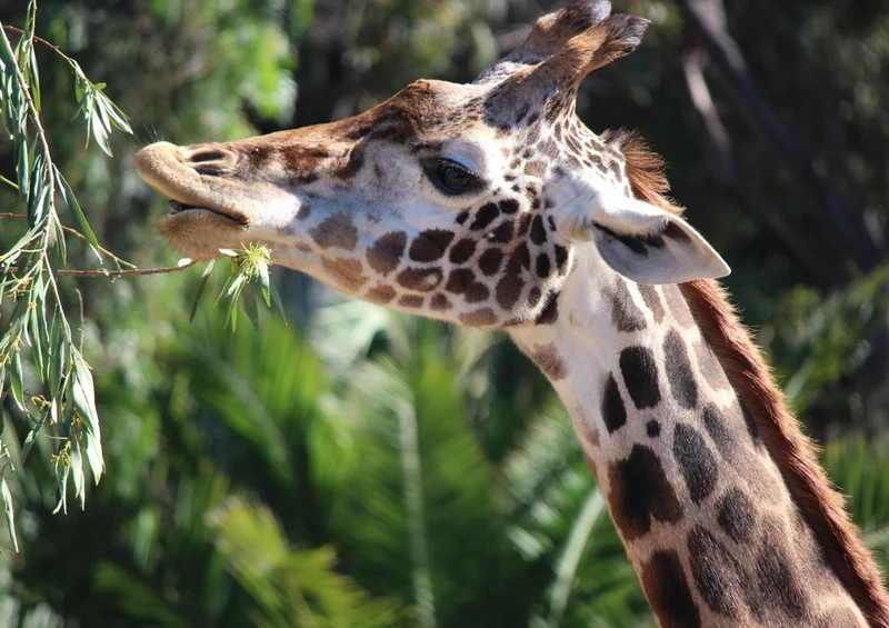 78567 Natur - Giraffe Puzzle