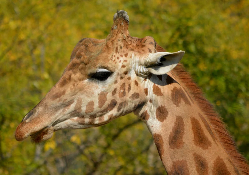 78571 Natur - Giraffe Puzzle