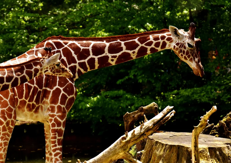 78578 Natur - Giraffe Puzzle