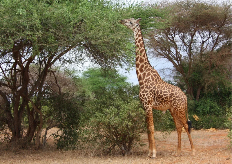 78580 Natur - Giraffe Puzzle