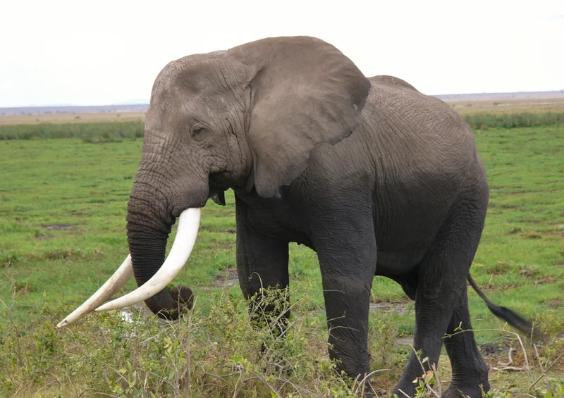 78584 Natur - Elefant Puzzle
